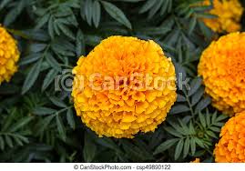 Flower background pink, red, white colors. Lots Of Beautiful Marigold Flowers In The Garden Canstock
