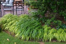 Japanese Forest Grass In Front Of Burning Bush Japanese Forest Grass Shade Garden Ideas Ornamental Grasses