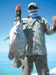 Cod Fishing Fish Cod Fish Bass Fishing