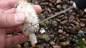 The most popular species, coprinus comatus, is known as the shaggy mane or lawyer's wig for the appearance of the surface of the large, white caps.this is a delicious edible that often comes up in large groups. Shaggy Mane Identification Youtube