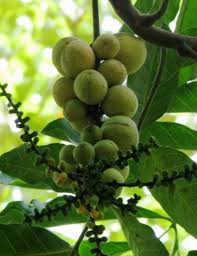 Image result for Aphanamixis