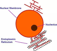 We did not find results for: What Does The Endoplasmic Reticulum Do In An Animal Cell Quora