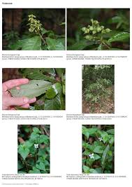 Image result for Rinorea ferruginea