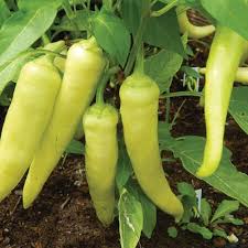 How to can hot banana peppers from your garden. Sweet Banana Pepper Seeds Urban Farmer