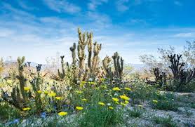 Tropical flower blossom vintage hand drawn illustration. Desert In Bloom Anza Borrego Wild Flowers Go San Diego
