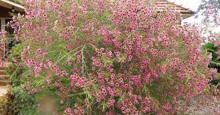 Geraldton Wax Chamelaucium Uncinatum Winter Spring Plants Evergreen Shrubs Shrubs