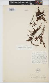 Image result for Oxyanthus latifolius