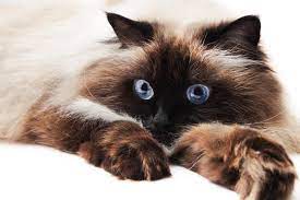 Himalayan Cat Facts