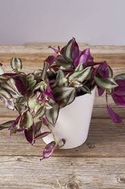 Where To Buy Plants Online Order Cheap Plants Online