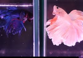 Betta Fish Care