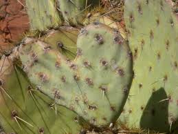 The photograph may be purchased as wall art, home decor, apparel, phone cases, greeting cards, and more. Heart To Heart To Heart Debra Darvick