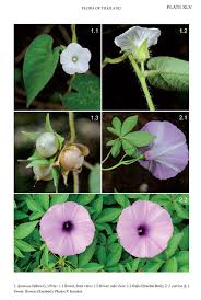Image result for Ipomoea plebeia