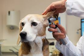 Maybe you would like to learn more about one of these? Willowbend Animal Hospital Full Service Veterinary Care In Wichita Ks