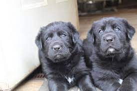 Black german shepherd and lab mix puppies. Gmk Lab Shepherd Mix Pups In New Hampshire Home Facebook