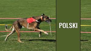 Chart Polski Breed Information On The Polish Greyhound