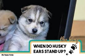 By his third week your little guy starts to stand on his own four paws. When Do Husky Ears Stand Up Complete Answer My Happy Husky