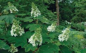 We did not find results for: The Best Shrubs For Your Yard