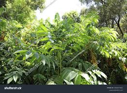 Image result for Hagenia