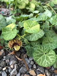 Image result for Aristolochia albida