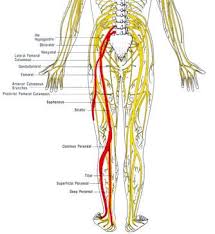Pin On The Human Body