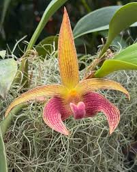 Image result for Bulbophyllum bavonis