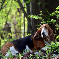 Image result for basset hound
