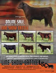 See more ideas about show cattle, cattle, showing livestock. Sc August 419 562 By The Show Circuit Issuu
