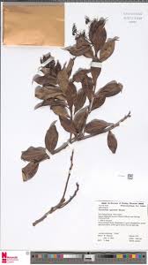 Image result for Psychotria mildbraedii