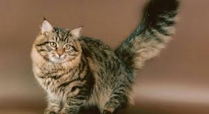 While the hygroscopicity of salt is proven, it's not clear whether himalayan salt lamps take up enough air moisture to remove a noticeable amount of air particles. Watch Out Salt Lamps Are Toxic For Cats
