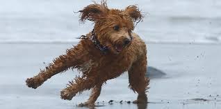 We did not find results for: Inventors Who Regret Their Creations Made Labradoodles K Cups Bomb