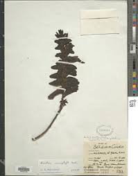 Image result for Cyphostemma obovato-oblongum