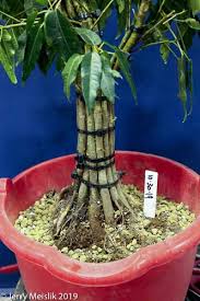 Image result for Ficus tremula