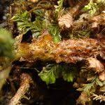 Image result for Pleopeltis macrocarpa