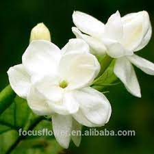 Browse and share the top indian jasmine flowers near me gifs from 2021 on gfycat. Alibaba Jasmine Flower In Hair Natural Fresh Cut Flowers Kenya Fresh Jasmine Flowers To The Elders 1 2 Days From Cn Yun 50 Cms Buy Natural Jasmine Flower Alibaba Kenya Fresh Jasmine Flowers Product