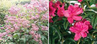 Perfect Partners Autumn Bloomers That Strut The Stage With Encore Azalea Azaleas Tiny White Flowers Garden Inspiration