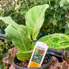 Image result for F kus Ficus