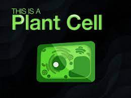 We did not find results for: Plant Cell By Brydon Whitburn On Dribbble