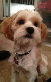 Cavamaltipoo Puppy Cavalier King Charles Spaniel Maltese Poodle Mix Maltese Poodle Mix Cavalier King Charles Spaniel Maltese Poodle