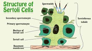 Structure Of Sertoli Cells Structure And Function Cell Basement Membrane