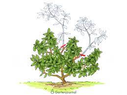 Damit haben sie auch den besten zeitpunkt für. Rhododendron Schneiden Tutorial Mit Allen Anleitungen