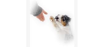 We also offer pet relocation services from coast to coast to service your every need. Luxury Ground Door To Door Pet Transportation Monroe Ga