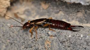 Dear Earwig &ndash; Bugs In Our Backyard