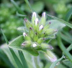 Image result for Cerastium glomeratum
