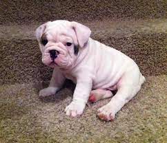 Since a mix can take on any combination of traits from their parents, you want to make sure you ask the breeder about the other parent breed in the mix. Bullfrogs English French Bulldog Mix Puppies French Bulldog Mix Puppies Bulldog