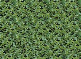 Check spelling or type a new query. Raleigh St Augustine King Ranch Turfgrass