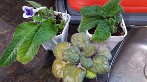 How close will the violets be to the windows? What Is Wrong With My African Violet Discolored Leaves