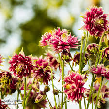 Image result for Aquilegia pompom mix