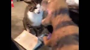 Sexxxxyyyy ladies sexxxxyyyy maquillaje para quemaduras. Sexxyyy Funny Videos Sexxxxyyyy Ladies Indonesia Ø¯ÛŒØ¯Ø¦Ùˆ Dideo
