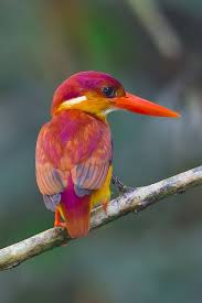 Rufous Backed Kingfisher Ceyx Rufidorsa Panti Forest Yalicapkini Kus Guzel Kuslar