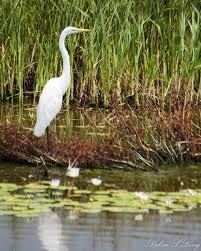 Birds Of Southeast Texas Birds Of Southeast Texas In The Gulf Coast Area By Debra Long Via Behance Bird Photo Florida Birding Wildlife Photography